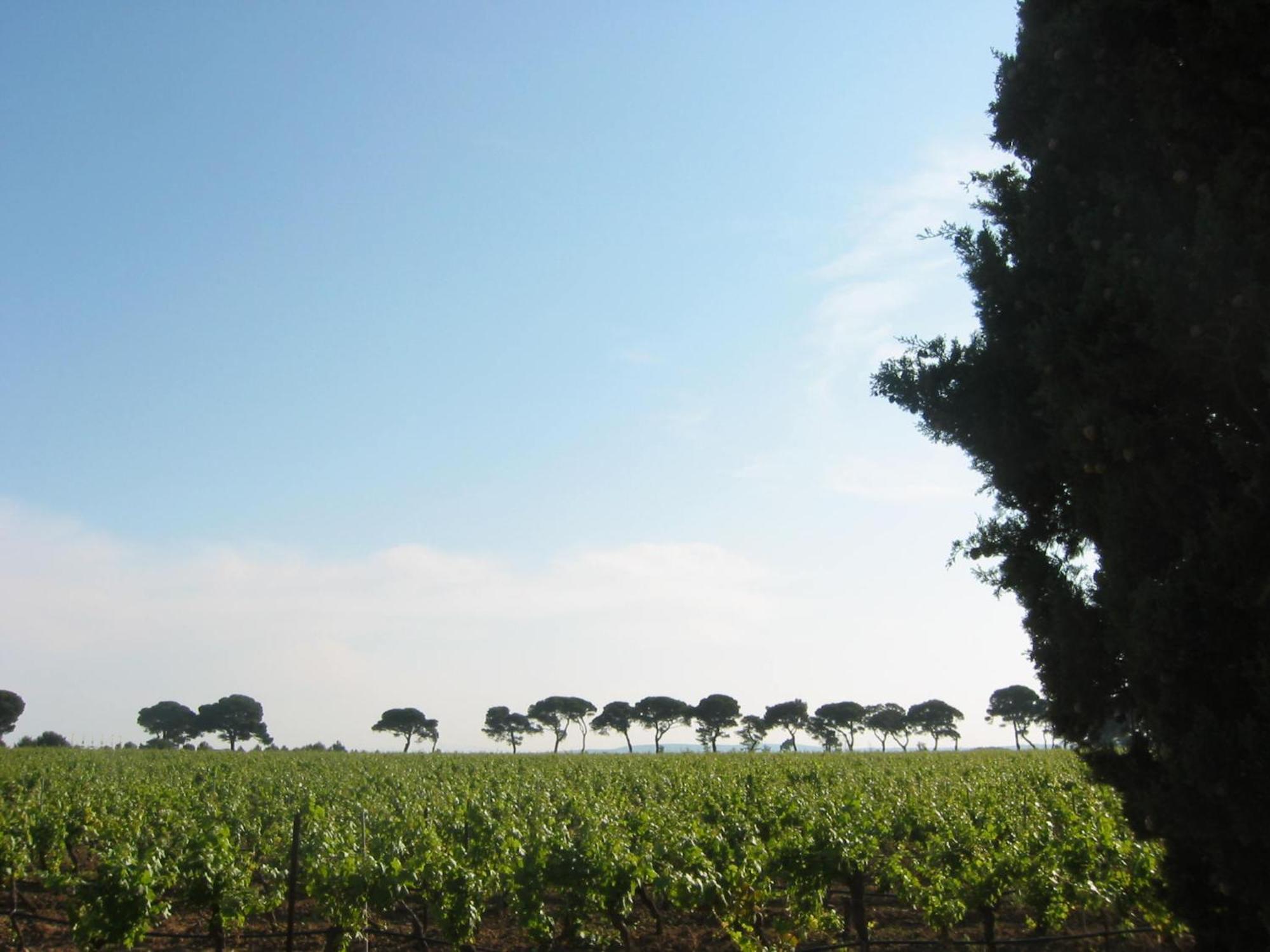 Domaine La Yole Wine Resort Vendres Extérieur photo