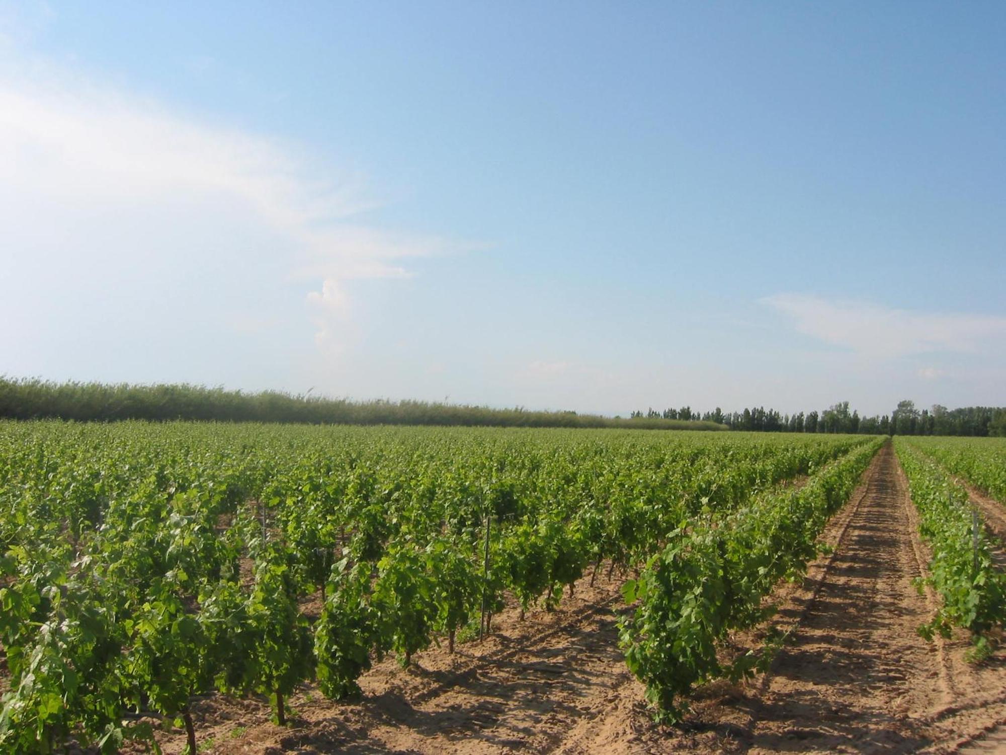 Domaine La Yole Wine Resort Vendres Extérieur photo
